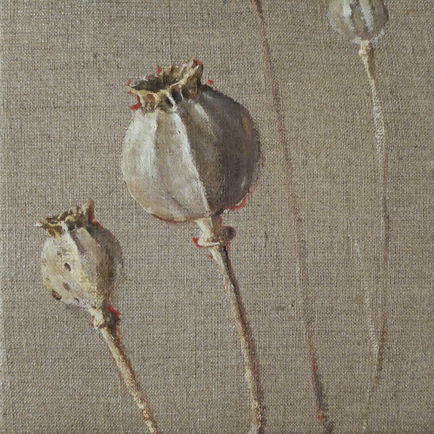 Amapolas desnudas